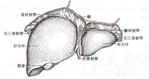 乙肝携带者三成需就医