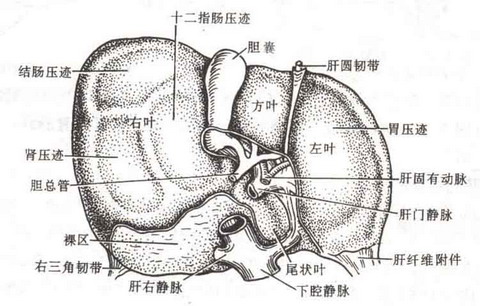 公众聚餐警惕肝炎病毒