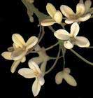 桂花泡水治<a href='http://www.99-jk.com/html/wbk/index.html'><u>胃病</u></a>
