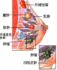 鷿Լ죺š