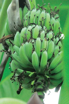 banana.jpg