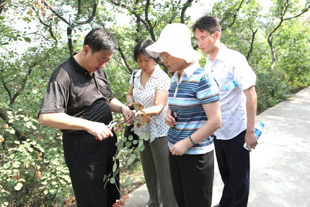 北京植物病理学会、北京市林业保护站联合开展黄栌枯萎病考察活动