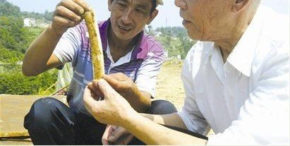 湖北宜昌现抗战时3000余国民党将士遗骸埋葬地
