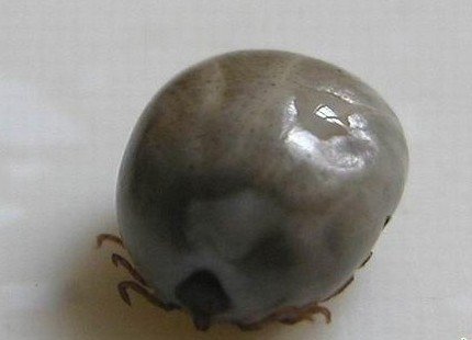 山东蓬莱医院接收的蜱虫叮咬致死患者就达11例