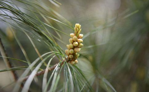 东京近半人花粉过敏 如何避免过敏发生 东京近半人花粉过敏 如何避免花粉过敏 花粉过敏怎么办