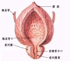 ˲侫Ƿû˿У